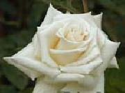 Realistic White Rose